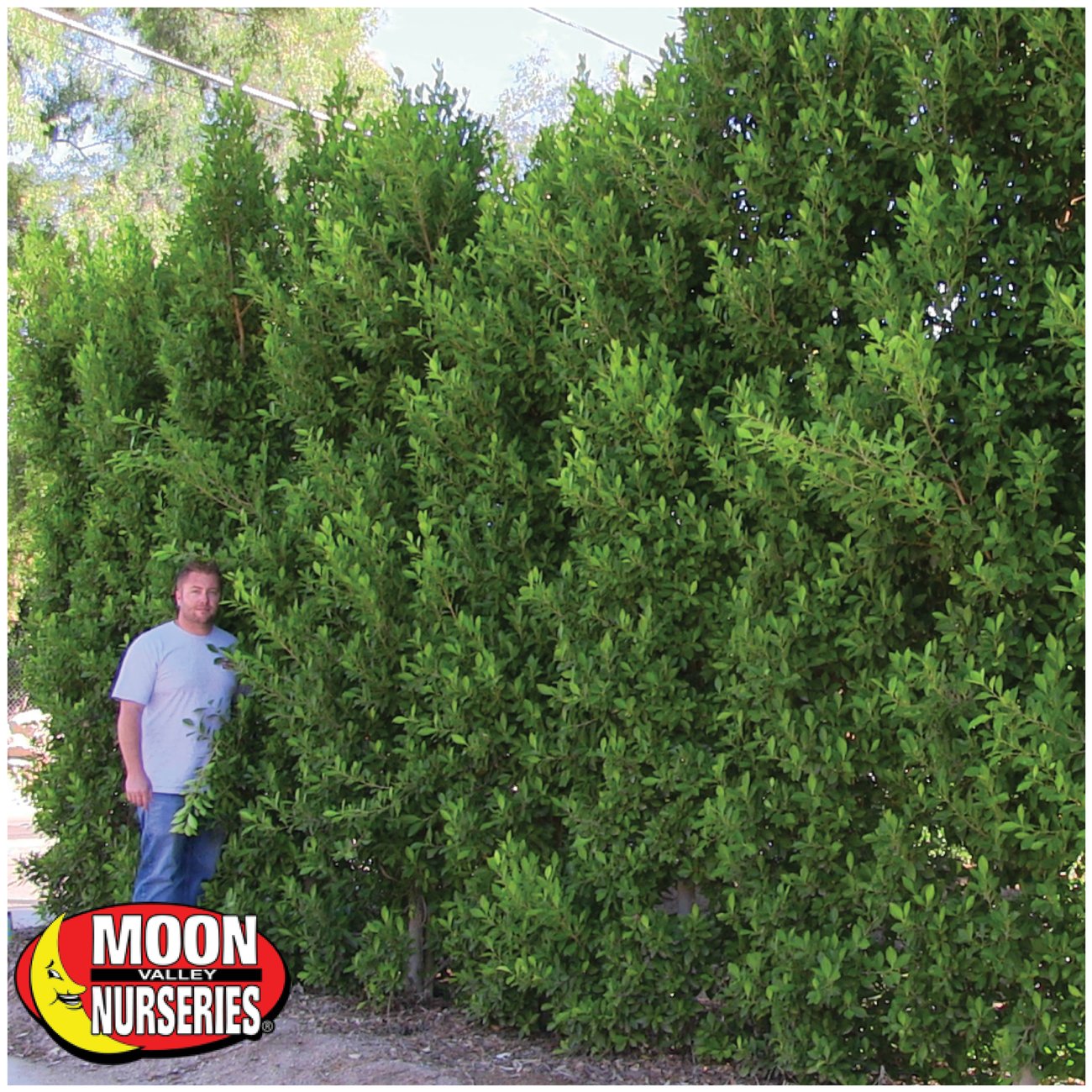 AZ Tree of The Week Indian Laurel Column